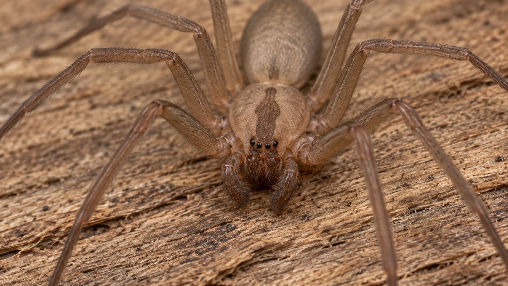 Brown recluse spider on dry wood with its six-eye arrangement and violin marking visible.