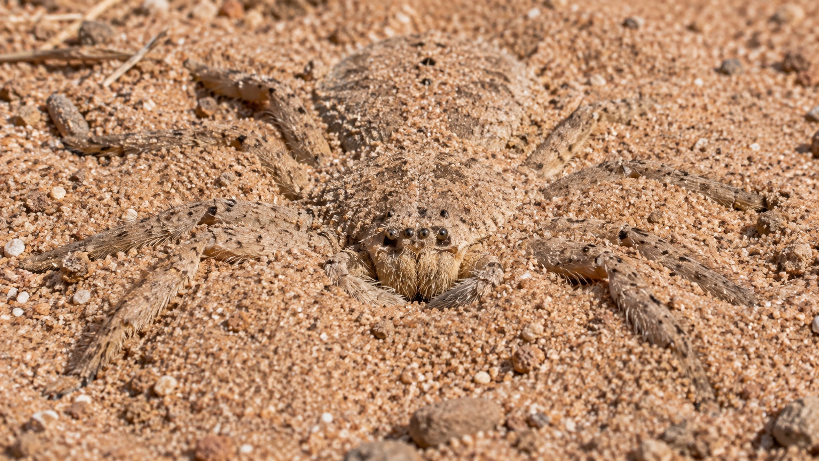 Flat six-eyed sand spider partly buried and camouflaged in fine desert sand.